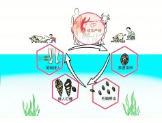 汛期健康提示：谨防感染血吸虫→