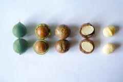 【大国粮策】从“天价零食”到“致富金果”