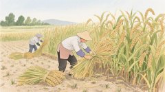 【大国粮策】向“技”要粮，一粒谷子的科技